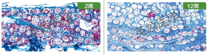 Histological sections of 2‑week and 12‑week implantation